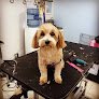 Negocio Pawfection Pet Spa