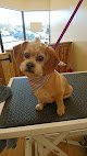 Negocio Pawlished Pets Salon & Spa