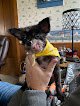 Negocio Paws Dog Grooming