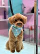 Negocio Paws For Grooming
