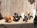 Negocio Paws In Paradise Nyc