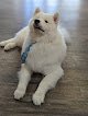 Negocio Paws In Spaws