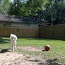 Negocio Paws On Pinehill Llc
