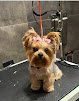 Negocio Paws R Us In-home Mobile Grooming