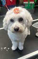 Negocio Paws R Us In-home Mobile Grooming