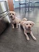 Negocio Paws R Us In-home Mobile Grooming