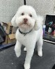 Negocio Paws R Us In-home Mobile Grooming