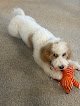Negocio Paws & Reflect Pet Grooming