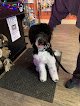 Negocio Paws Spa
