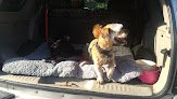 Negocio Paws To Wash Pet Grooming