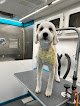 Negocio Pawsh Parlor Grooming Salon