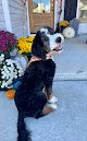 Negocio Pawsh