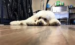 Negocio Pawsitive Grooming