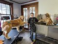 Negocio Pawsitive Pet Grooming