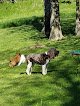 Negocio Pawsitive Touch Grooming