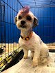 Negocio Pawsitive Vibes Grooming Llc