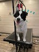 Negocio Pawsitive Vibes Grooming Salon Llc.