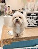 Negocio Pawsitive Vibes Grooming Salon Llc