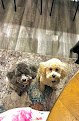 Negocio Pawsitively Pampered Mobile Dog Grooming Llc