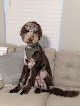 Negocio Pawsitively Stylin