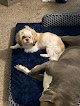 Negocio Pawsitivily Divine Grooming