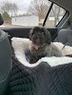 Negocio Pawsitivity Dog Grooming