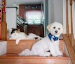 Negocio Pawtiques Grooming And Academy