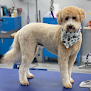 Negocio Peachy Pooches Dog Spa & Grooming
