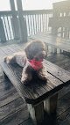 Negocio Peludog Pet Mobile Grooming