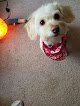 Negocio Penny's Pet Grooming