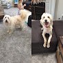 Negocio Perfect Paws Mobile Grooming & Spa