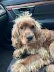 Negocio Perfect Paws Mobile Pet Grooming