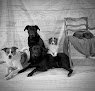 Negocio Perfect Pooches Dog Grooming