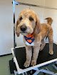 Negocio Perfect Touch Dog Grooming