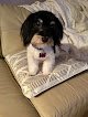 Negocio Personal Touch Pet Grooming