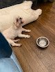 Negocio Pet Groom New York City In Home - Dog & Cat Grooming