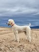 Negocio Pet Groomery