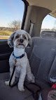 Negocio Pet Grooming By Audrey Llc.