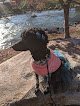 Negocio Pet Grooming By Caitlyn Larson