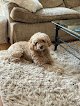 Negocio Pet Grooming By Debbie