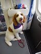 Negocio Pet Love Mobile Grooming