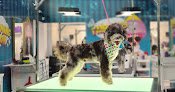 Negocio Pet Nova Grooming & Spa - Bayamón