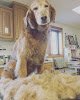 Negocio Pet Pros Grooming Inc.