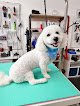 Negocio Pet Spa Dog Grooming
