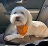 Negocio Pet Spa & Grooming