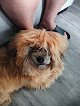 Negocio Pet Supplies Plus Portland
