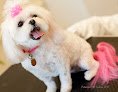 Negocio Petiamo Pet Salon