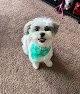 Negocio Petite Pet Gallery