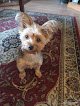 Negocio Pets First Elite Grooming