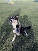 Negocio Pets Paradise Mobile Grooming